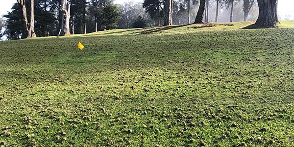 A properly aerated lawn, ready for stronger growth